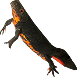 Oriental Fire-bellied